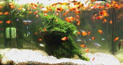 水換え時