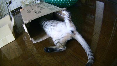 箱入り娘の恥ずかしい格好