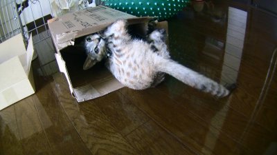何見てんのよ猫