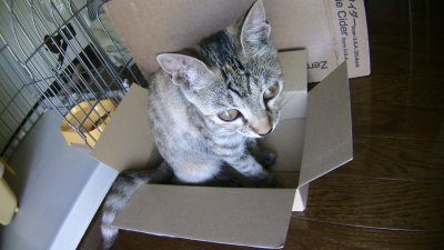 小さい箱に入るネコ