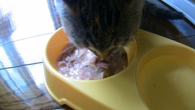 猫飯を食べる猫