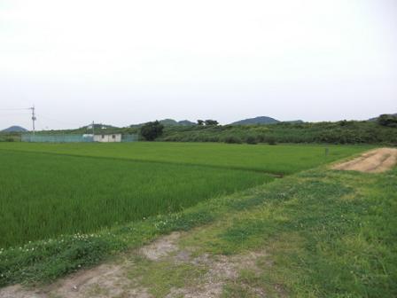 田植から1ヶ月少し