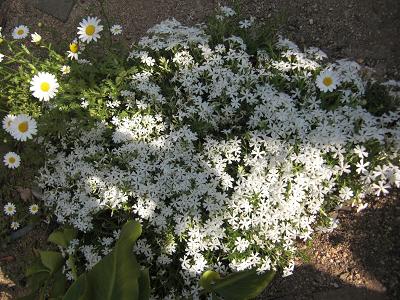 シバ桜