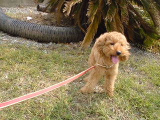 テディー海釣り