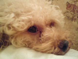 バービー起きた？