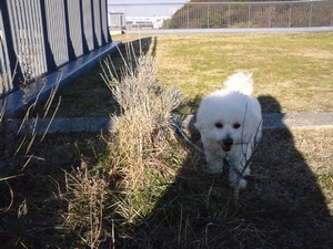 大晦日ウィニー