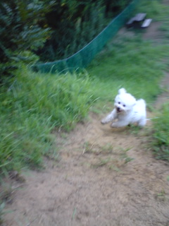 ウィニーランニング１