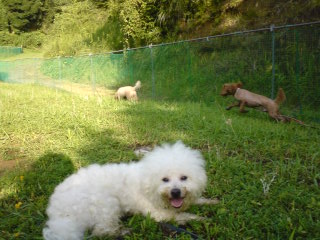 ３匹振り返りウィニー