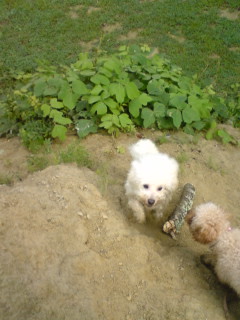 駆け上るうにぃー