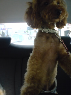 テディーの運転