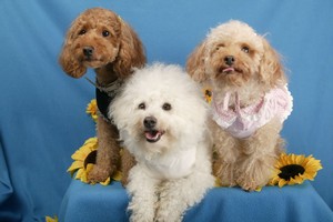 ３匹記念撮影（正式）