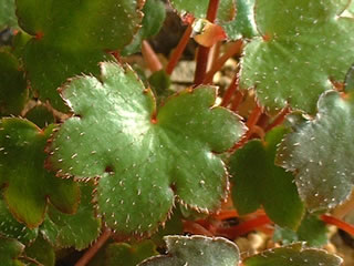 大文字草 「萌」の葉