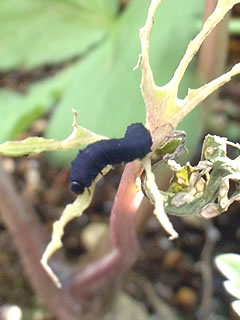 ナノクロムシ（カブラハバチの幼虫）