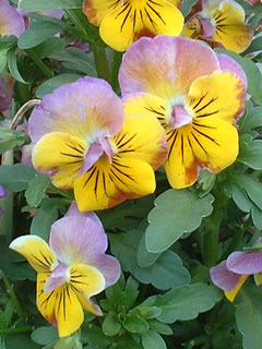 ビオラ エンジェル・アンバーキッス（エンジェル・ポンポン）