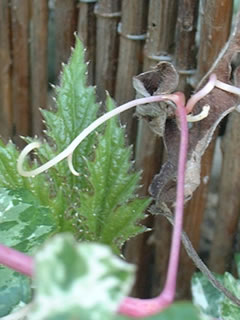 斑入りノブドウの巻きヒゲ