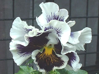 パンジー シャロン