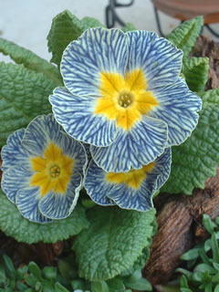 プリムラ ポリアンサ「ディスカバリング・ストライプス」