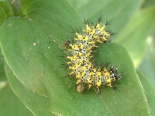 ルリタテハの幼虫（4齢）