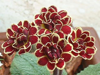 プリムラ ‘エリザベスキレレイ’