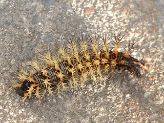 ルリタテハの幼虫（終齢）