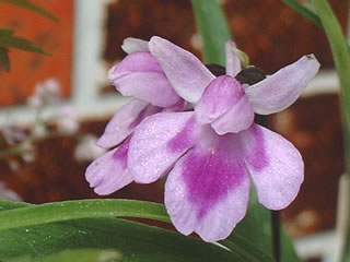 ウチョウラン（羽蝶蘭）