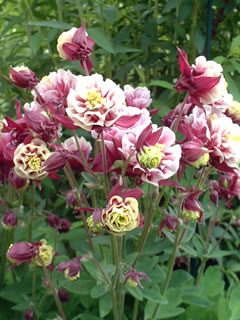 西洋オダマキ 「ウィンキー・ダブル」