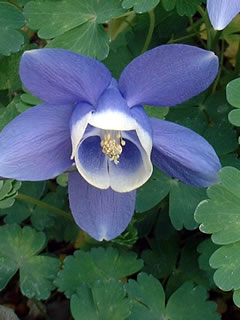 ミヤマオダマキ（深山苧環）