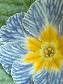 プリムラ ポリアンサ「ディスカバリング・ストライプス」