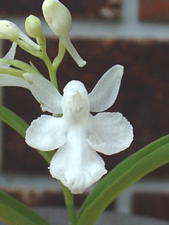 ウチョウラン（羽蝶蘭）