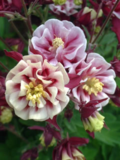 西洋オダマキ「ウィンキー・ダブル」