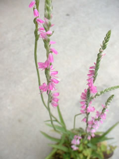 ネジバナ（捩花）