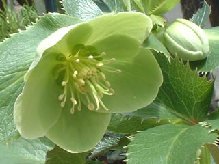 ヘレボルス コルシカス