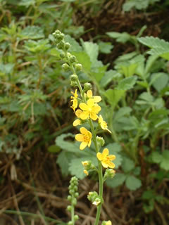 キンミズヒキ（金水引）