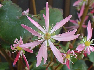 大文字草「紅風車」