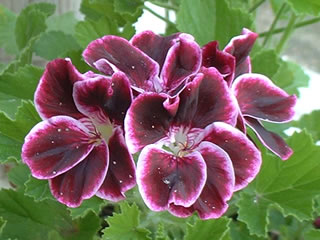 ペラルゴニウム ‘ベルベットデュエット’