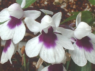 ウチョウラン（羽蝶蘭）