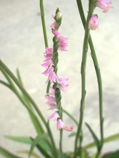 ネジバナ（捩花）