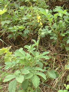 キンミズヒキ（金水引）