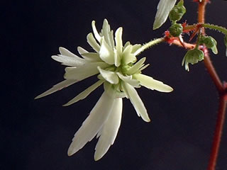 大文字草 「萌」