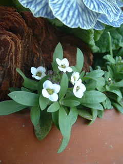 スイートアリッサム