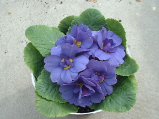 プリムラ ポリアンサ