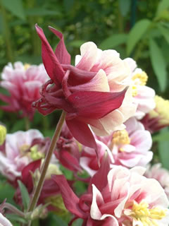 西洋オダマキ 「ウィンキー・ダブル」