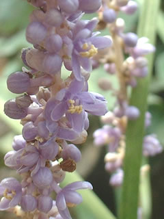 ヤブラン（藪蘭）