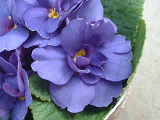 プリムラ ポリアンサ