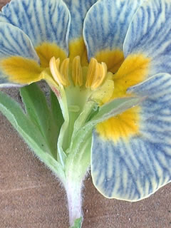 短花柱花（ブラシ花）