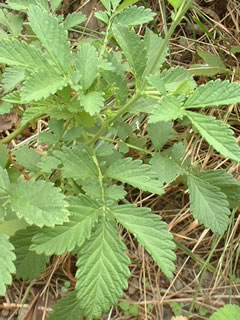 キンミズヒキ（金水引）の葉