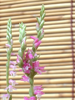 ネジバナの奇形