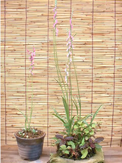 ネジバナの根洗い