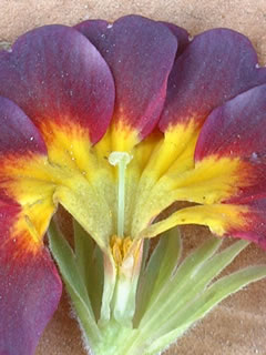 長花柱花（ピン花）