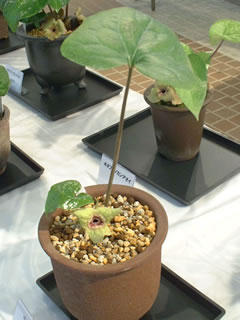 オニカンアオイ